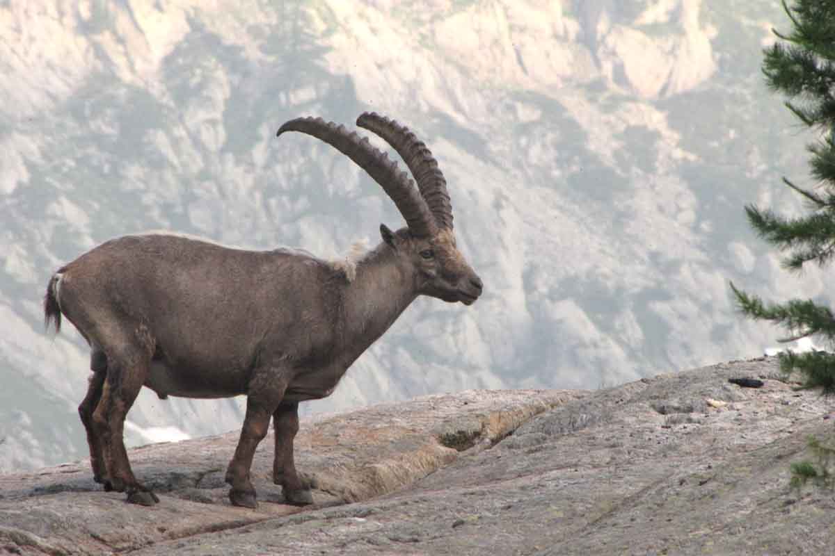 Où voir le bouquetin dans les alpes ?